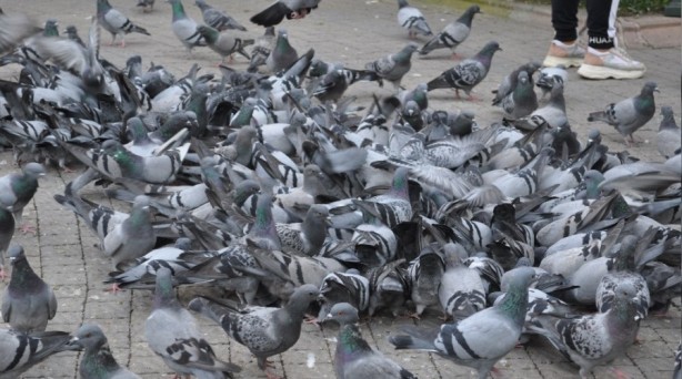Foto - Güvercinlere yem vermenin cezası o iki şehirde 170 bin TL! Sebebini duyunca resmen şok olacaksınız