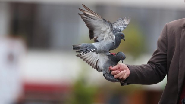 Foto - Güvercinleri leblebi ile besliyor