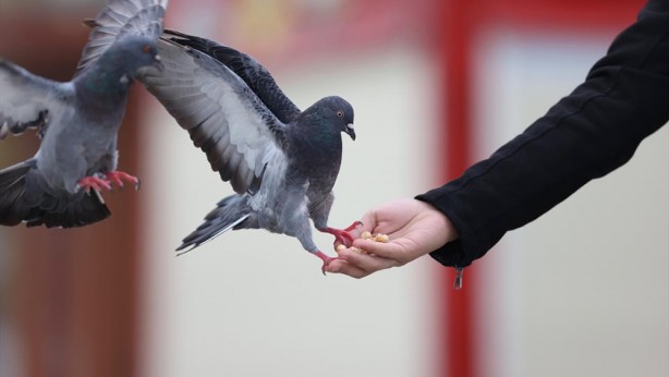 Foto - Güvercinleri leblebi ile besliyor