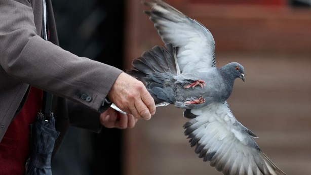 Foto - Güvercinleri leblebi ile besliyor