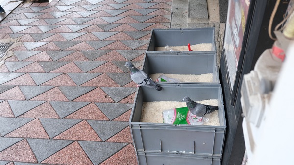 Güvercinleri orada gören şaşırdı