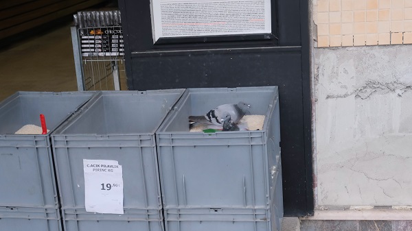 Foto - Güvercinleri orada gören şaşırdı