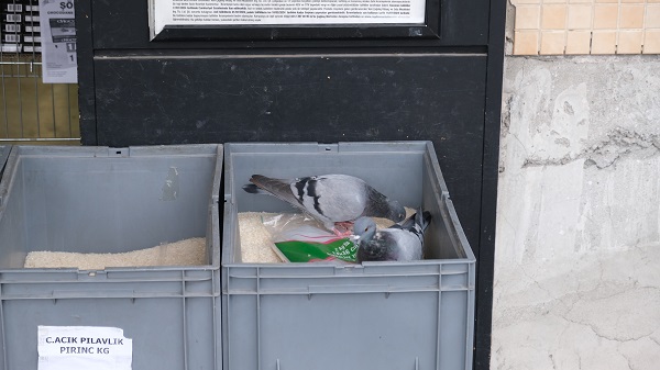 Foto - Güvercinleri orada gören şaşırdı