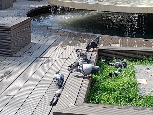 Foto - Güvercinlerin bu hali gülümsetti