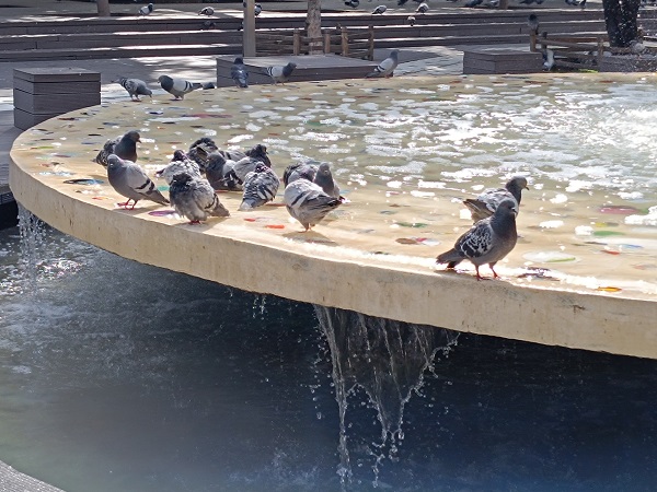 Foto - Güvercinlerin bu hali gülümsetti