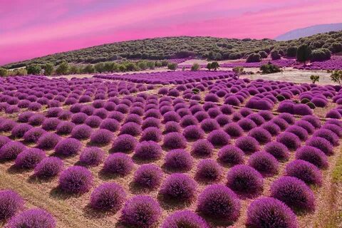 Foto - Güzel kokuyor diye bayılıyoruz! Peki ya zararları…