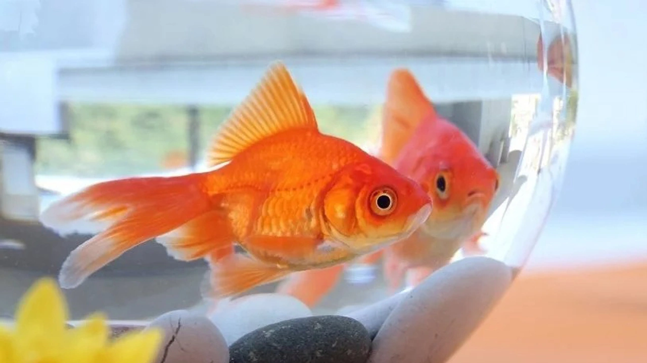 Foto - Güzelliğin karanlık yüzü: Akvaryum balıkları doğadan koparılıyor