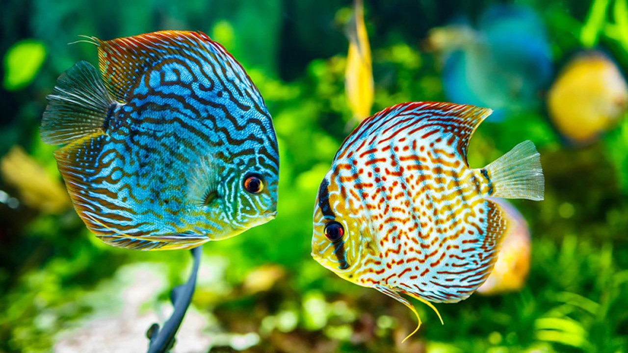 Foto - Güzelliğin karanlık yüzü: Akvaryum balıkları doğadan koparılıyor