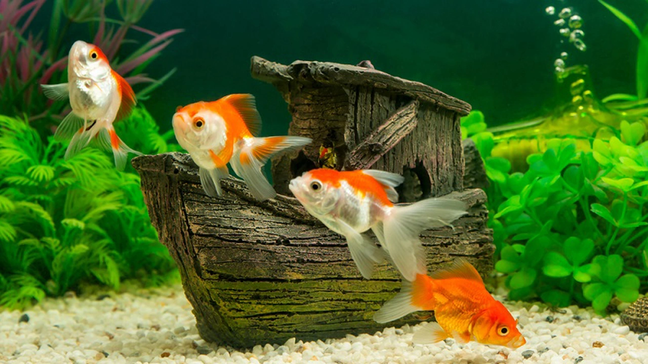 Foto - Güzelliğin karanlık yüzü: Akvaryum balıkları doğadan koparılıyor