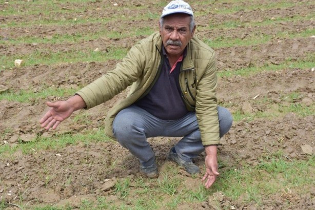 Foto - "Haberler gerçeği yansıtmıyor" Çekirge istilasına karşı mücadele başladı