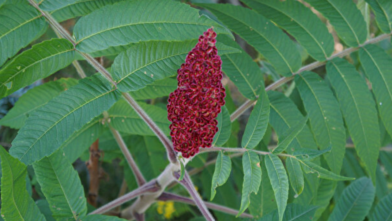 Foto - Canan Karatay ısrarla tavsiye etti: Bir yemek kaşığı sıcak suya katınca karaciğeri temizliyor! 