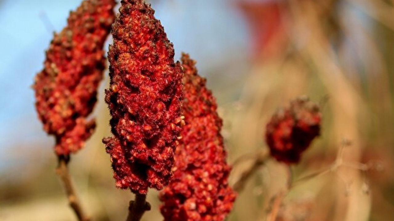 Foto - Canan Karatay ısrarla tavsiye etti: Bir yemek kaşığı sıcak suya katınca karaciğeri temizliyor! 