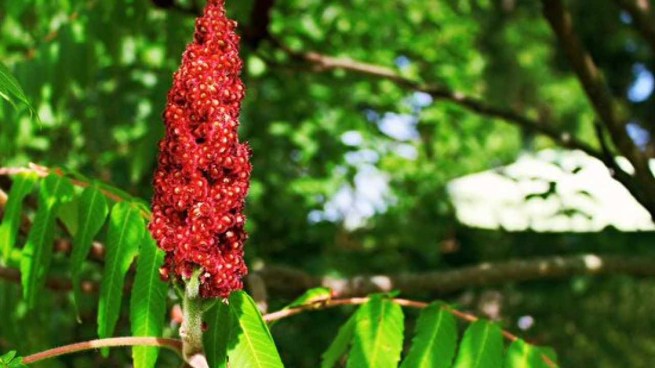 Foto - Canan Karatay ısrarla tavsiye etti: Bir yemek kaşığı sıcak suya katınca karaciğeri temizliyor! 