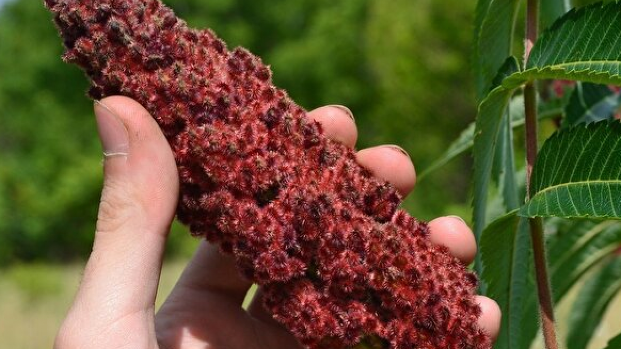 Foto - Canan Karatay ısrarla tavsiye etti: Bir yemek kaşığı sıcak suya katınca karaciğeri temizliyor! 