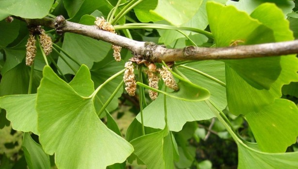 Foto - Hafızayı güçlendiren 5 bitki