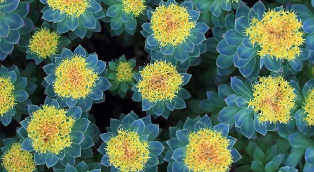 Foto - Hafızayı güçlendiren 5 bitki