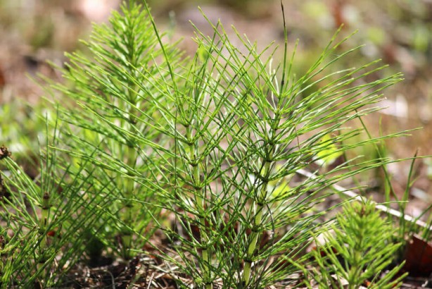 Foto - Hafızayı güçlendiren muhteşem bitkiler