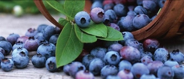 Foto - Hafızayı güçlendiriyorlar