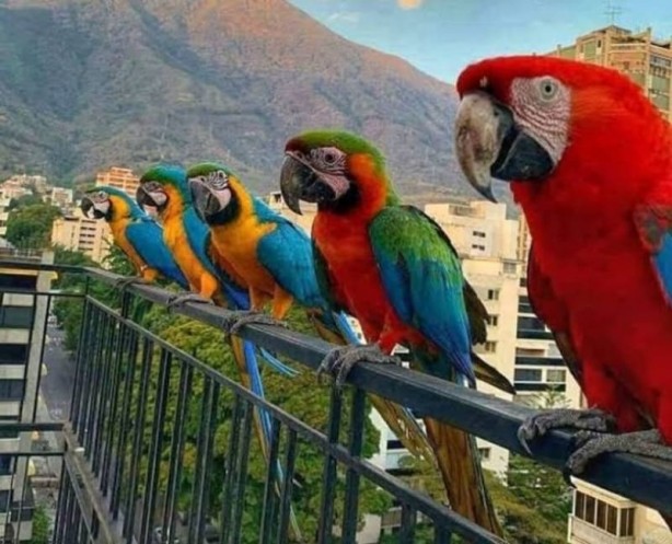 Foto - Haftanın en çok paylaşılan fotoğrafları! Böyle tarla sürme görülmedi