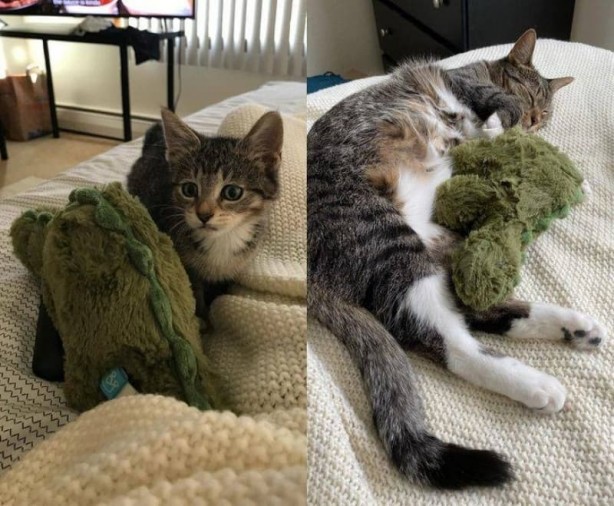 Foto - Haftanın en çok paylaşılan fotoğrafları! Böyle tarla sürme görülmedi