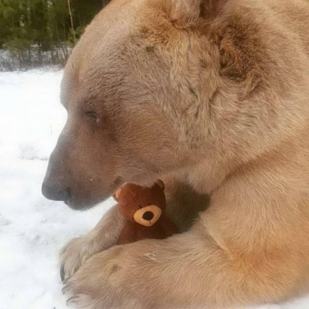Foto - Haftanın en çok paylaşılan fotoğrafları! Böyle tarla sürme görülmedi