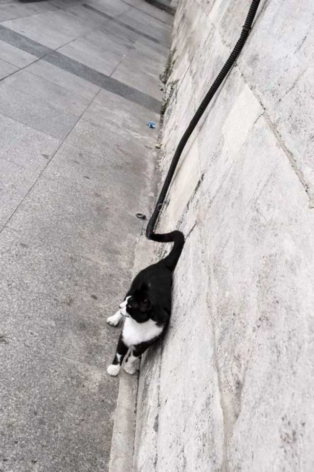 Foto - Haftanın en çok paylaşılan fotoğrafları! Böyle tarla sürme görülmedi