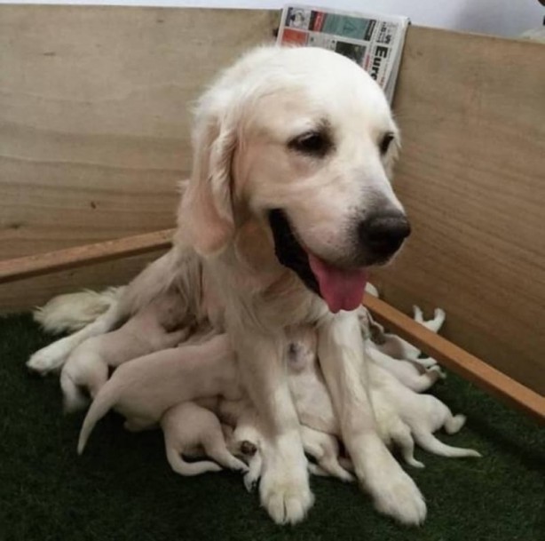Foto - Haftanın en çok paylaşılan fotoğrafları! Böyle tarla sürme görülmedi