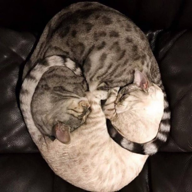 Foto - Haftanın en çok paylaşılan fotoğrafları! Böyle tarla sürme görülmedi