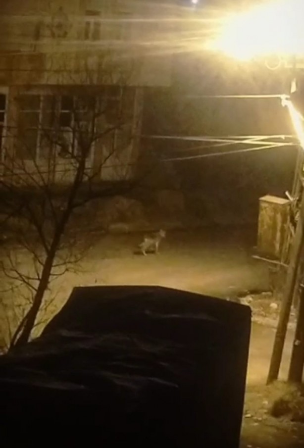Foto - Hakkari Yüksekova'yı korku sardı! Gece görüntülendiler