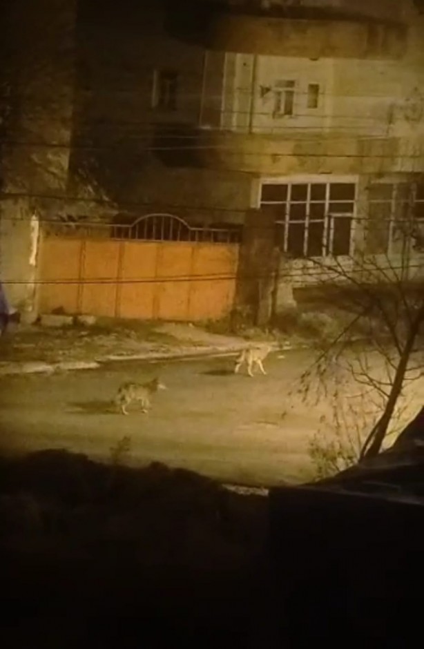 Foto - Hakkari Yüksekova'yı korku sardı! Gece görüntülendiler