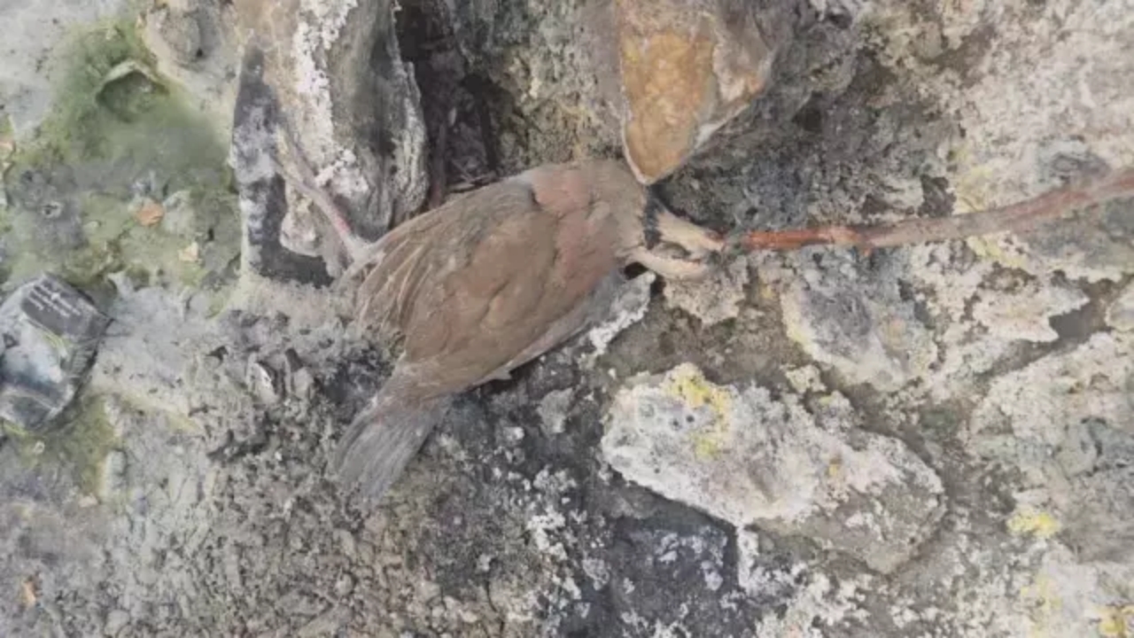 Foto - Hakkari’de gizemli vadi! Yıllarca kötü kokuya anlam verememişlerdi! Meğer...