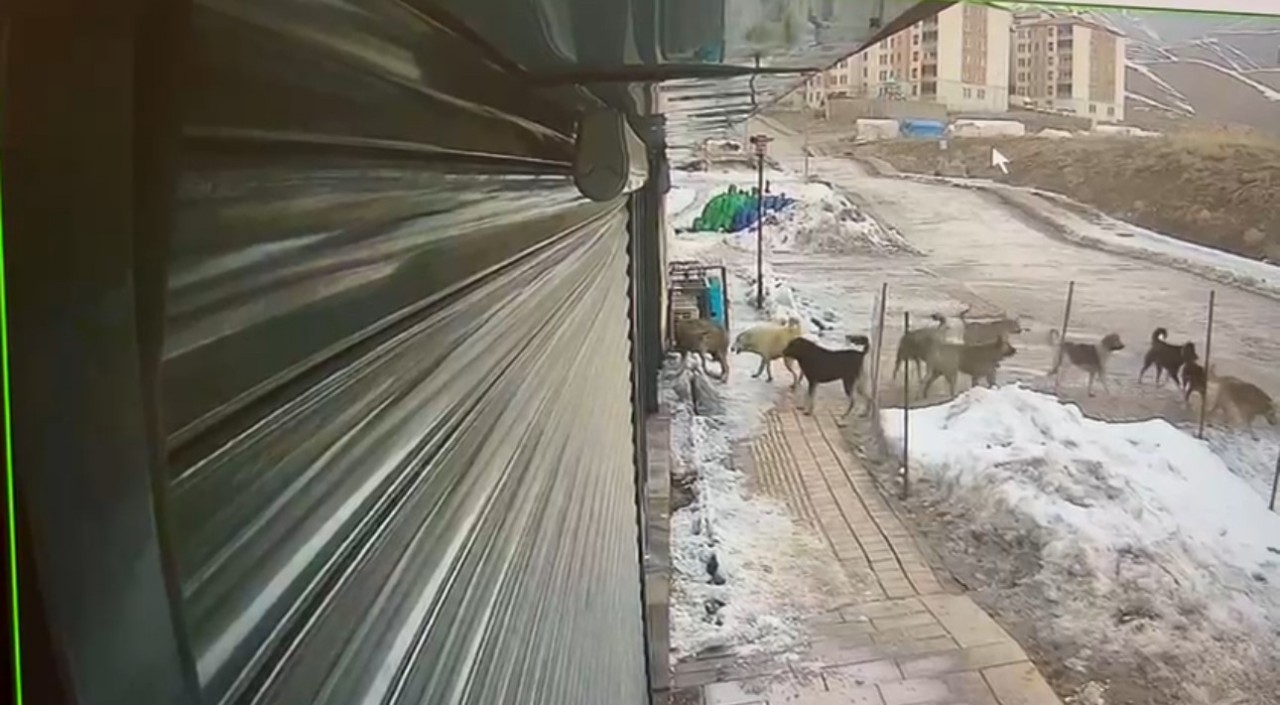 Foto - Hakkari’de köpeklerin kurda saldırdığı anlar kamerada