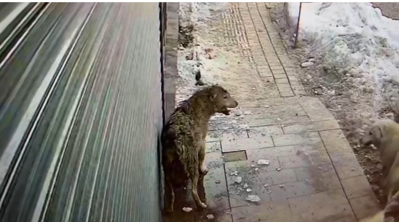 Foto - Hakkari’de köpeklerin kurda saldırdığı anlar kamerada