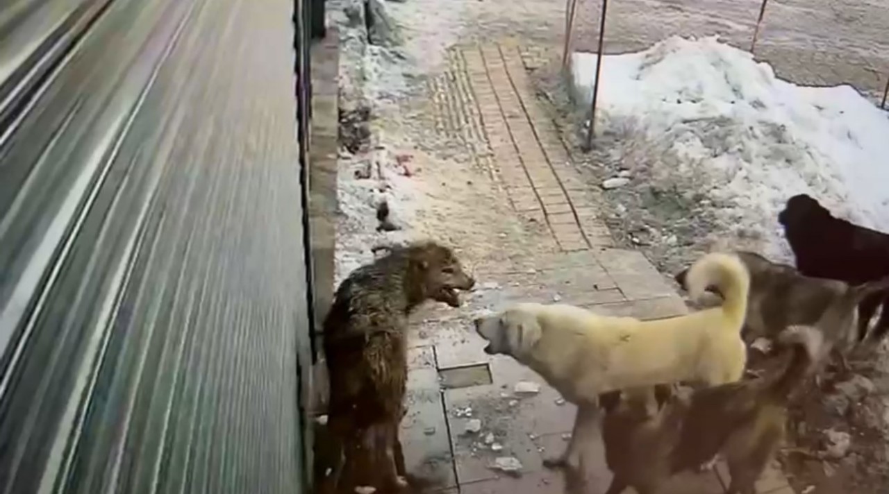 Foto - Hakkari’de köpeklerin kurda saldırdığı anlar kamerada