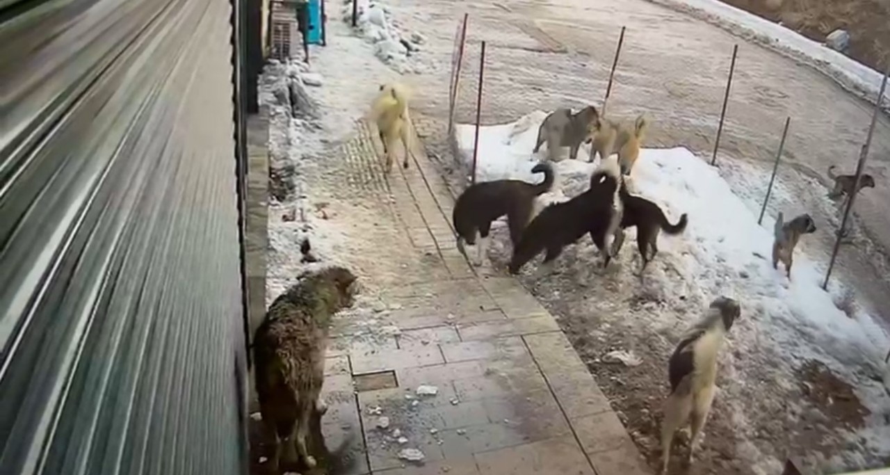 Foto - Hakkari’de köpeklerin kurda saldırdığı anlar kamerada