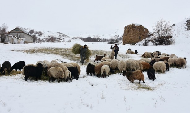 Foto - Hakkari'deki besicilerin zorlu mücadelesi başladı
