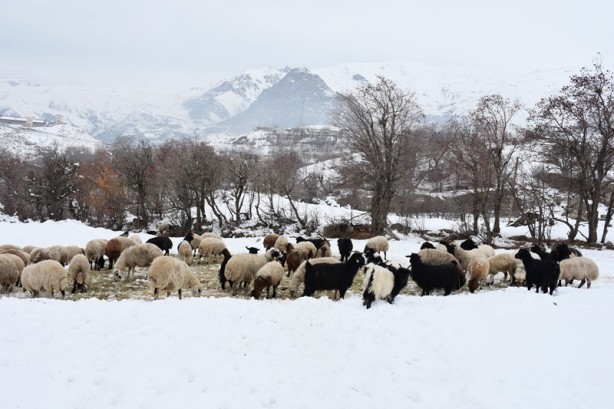 Foto - Hakkari'deki besicilerin zorlu mücadelesi başladı