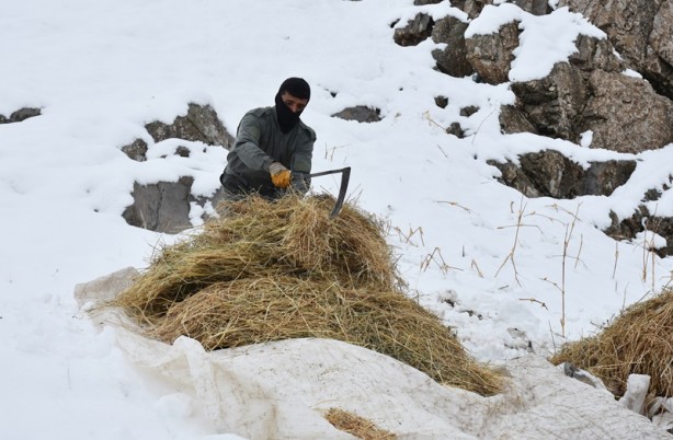 Foto - Hakkari'deki besicilerin zorlu mücadelesi başladı