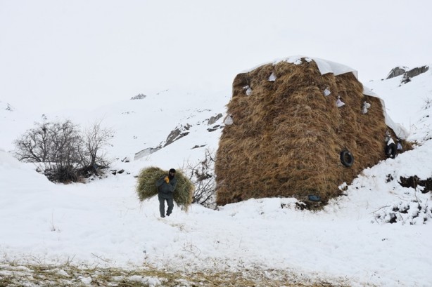 Foto - Hakkari'deki besicilerin zorlu mücadelesi başladı