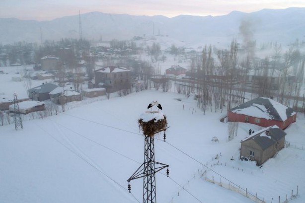 Foto - Hakkari'deki leyleklerin gizemi çözülemiyor! Tam 3 yıldır...