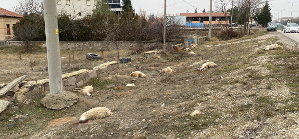 Foto - Hakkari'den kahreden haber! 300 koyun sabah namazından sonra peş peşe öldü... Sebebi şok etti