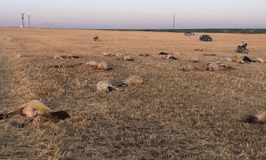 Foto - Hakkari'den kahreden haber! 300 koyun sabah namazından sonra peş peşe öldü... Sebebi şok etti