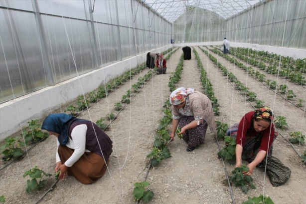 Foto - Hakkari'nin girişimci kadınları