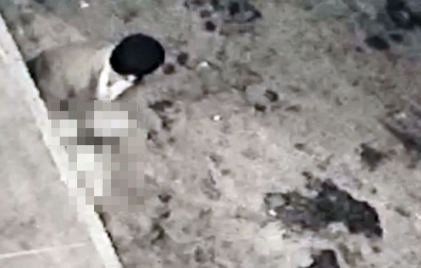 Foto - Halde mide bulandıran görüntüler! Köpeğe taciz böyle görüntülendi