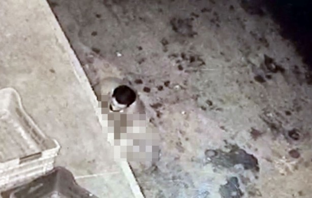 Foto - Halde mide bulandıran görüntüler! Köpeğe taciz böyle görüntülendi