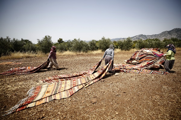 Foto - Halılar tarlalara neden seriliyor?