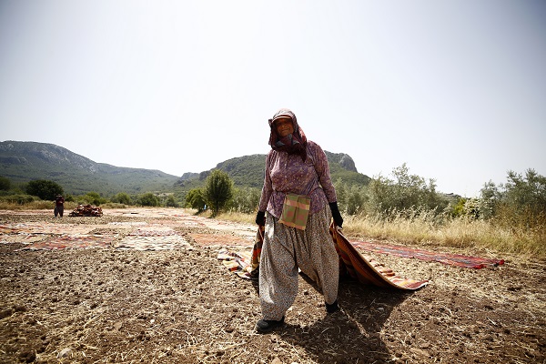 Foto - Halılar tarlalara neden seriliyor?