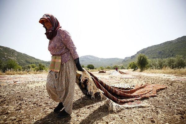Foto - Halılar tarlalara neden seriliyor?