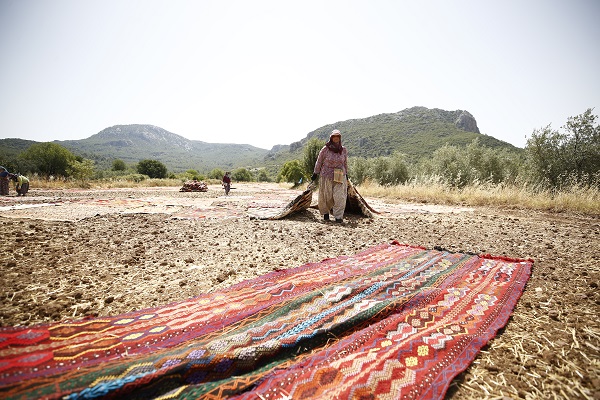 Foto - Halılar tarlalara neden seriliyor?