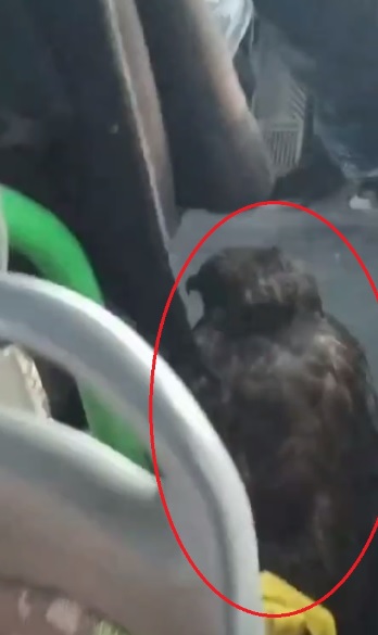 Foto - Halk otobüsüne binen şoke oldu! Bugüne kadar böyle yolcu görülmedi